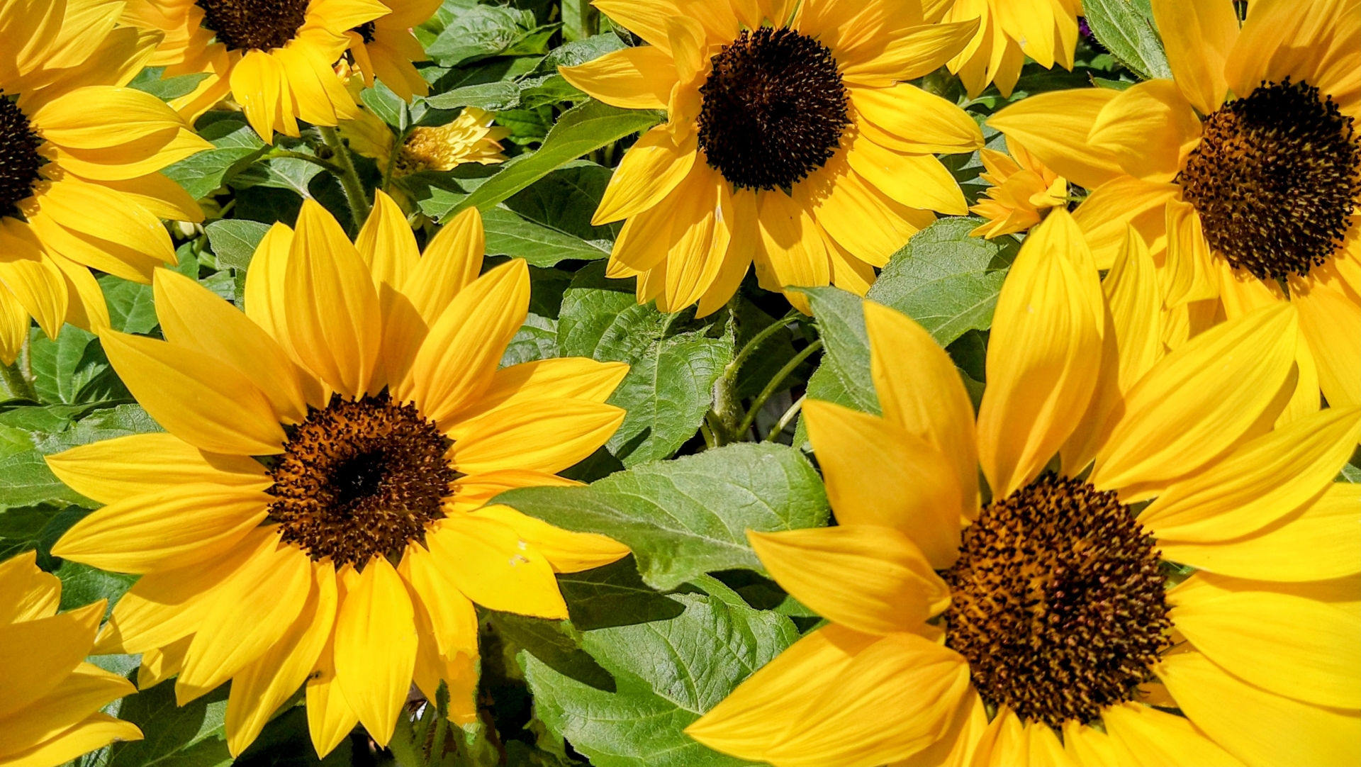 2024年の8月（お盆）も休まず営業しています